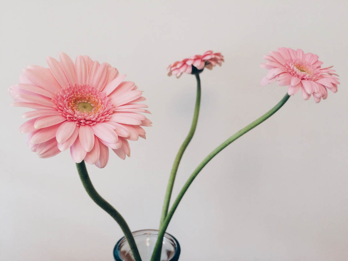 VSCO Filters no script