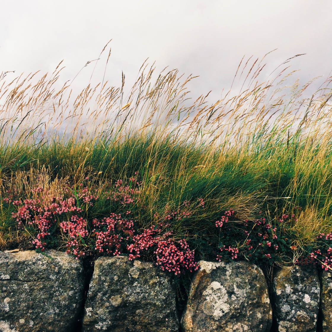 VSCO Filters no script